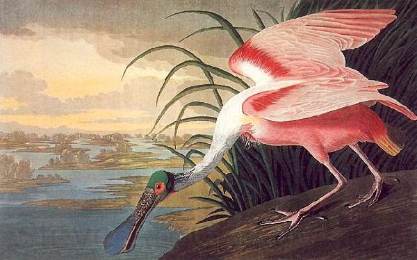 John James Audubon Roseate Spoonbill Norge oil painting art